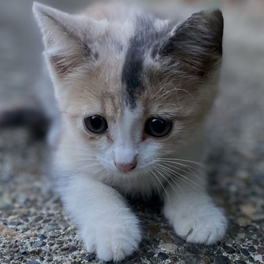 Котики маленькие бесплатно девочка