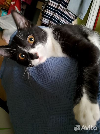 Котенок 5-6 месяцев
