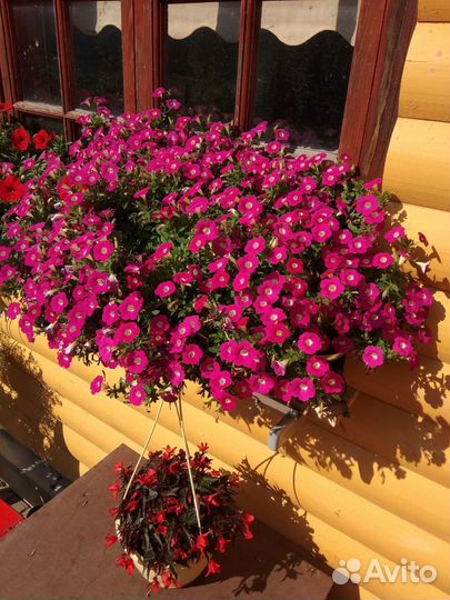 Петуния вегетативная