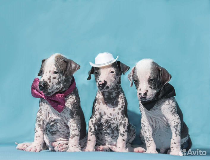 Щенки Ксолоитцкуинтли(стандарт)