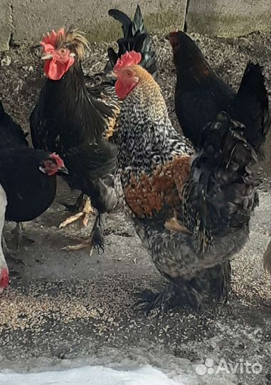 Цыплята суточные