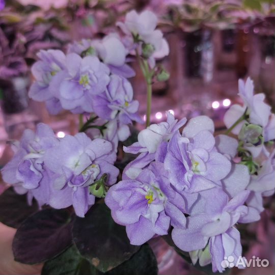 Фиалка Ле -Лилия