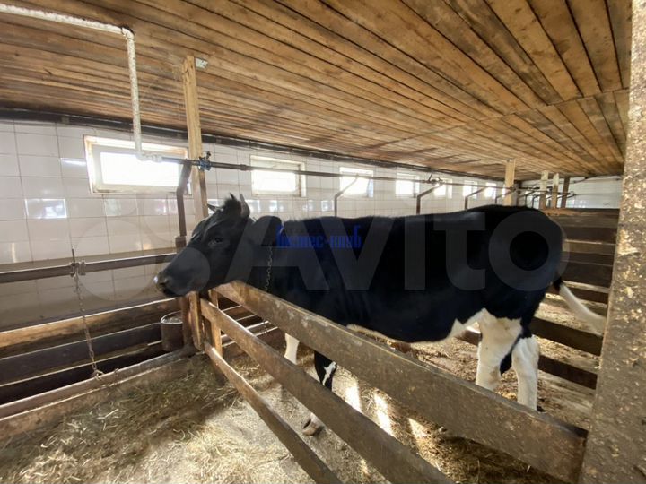 Продам приусадебное хозяйство