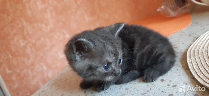 Котята шотландские