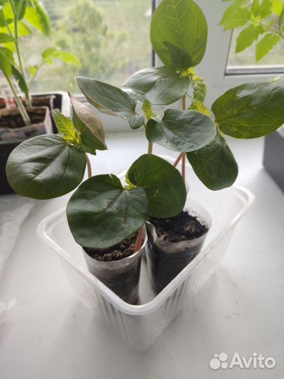 Клещевина рассада