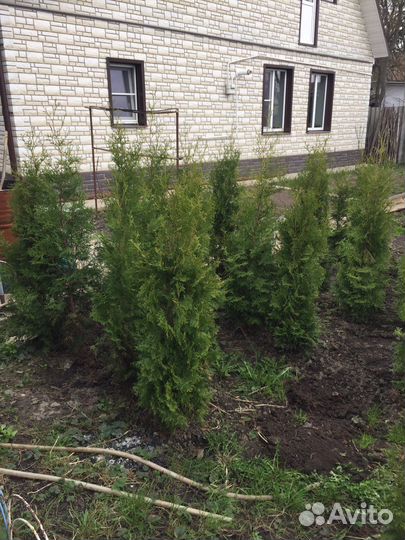 Туя разных рамеров