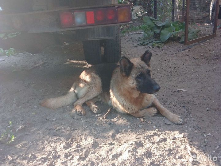 Щенки немецкой овчарки