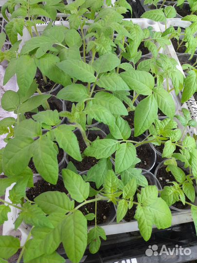 Рассада овощей