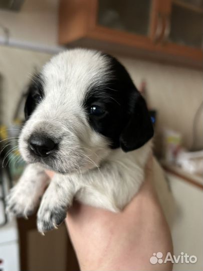 Щенки спаниеля