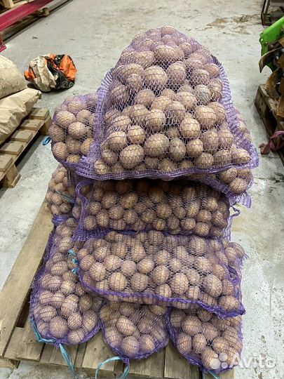 Семенной картофель гала