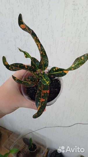 Кодиеум кротон