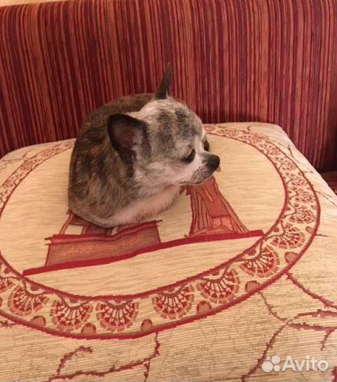 Миниатюрная собачка ищет дом