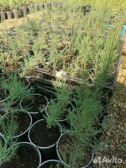 Тамарикс (тамариск, бисерное дерево)