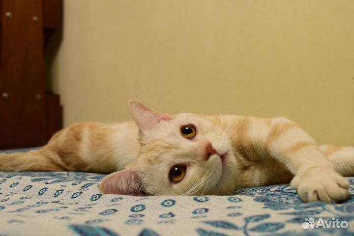 Вязка с британским котом