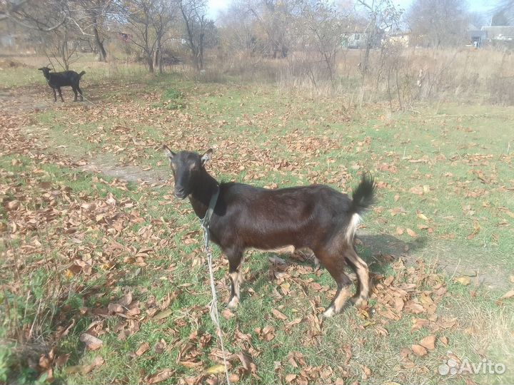 Коза дойная