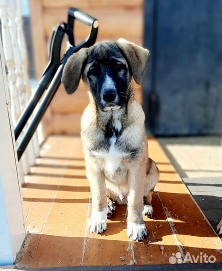 Отдам лучшую собаку, лучшему хозяину