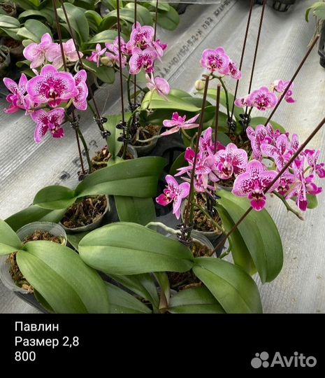 Орхидеи