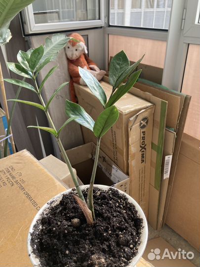 Замиокулькас