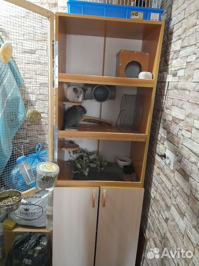 Шиншиллы