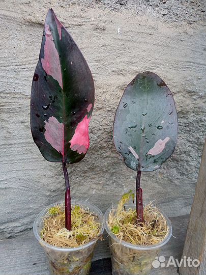 Сингониум в сортовые