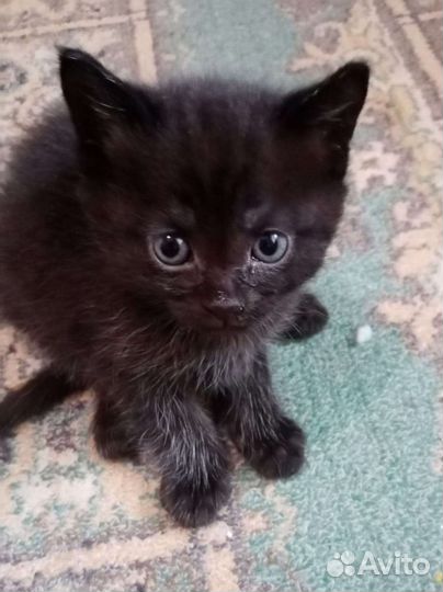 Кошка в дар