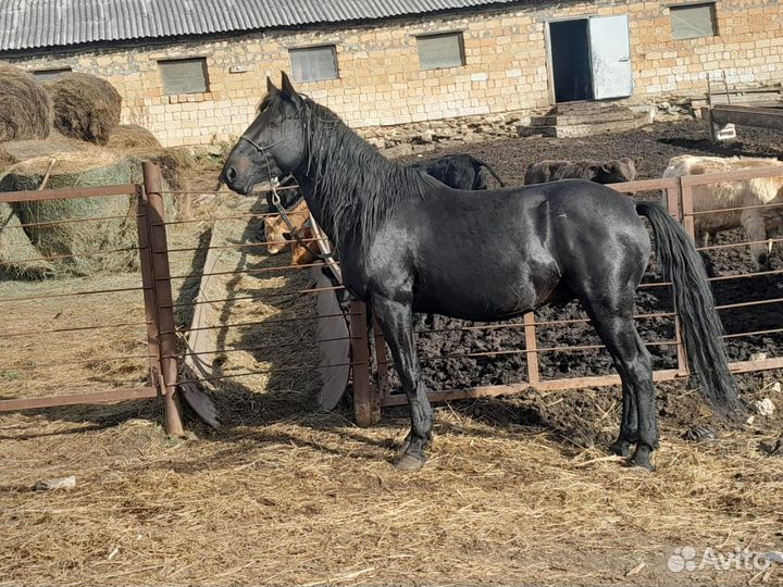 Карачаевский жеребец