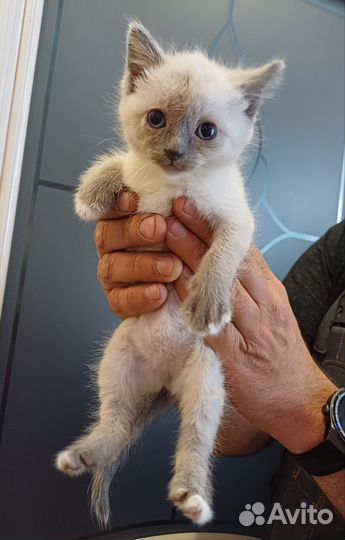 Котенок Пенка