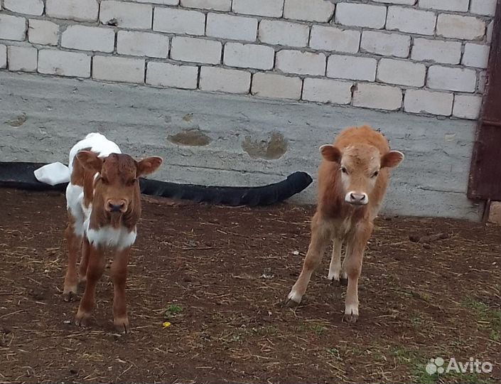 Телята бычки