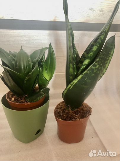 Сансевиерия Сильвер Флейм, Ханни,Муншайн и др