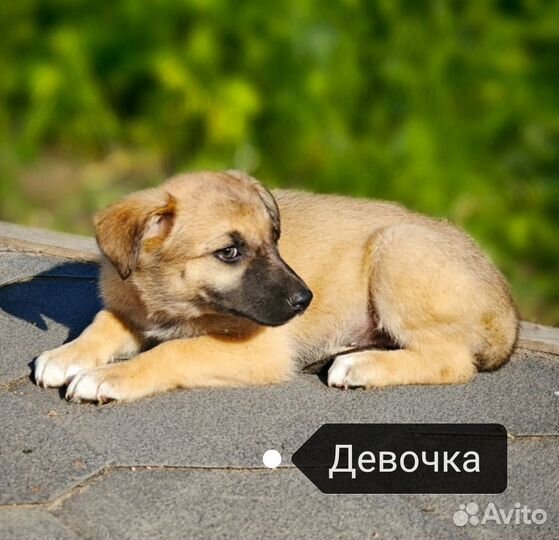 Щенки в добрые руки