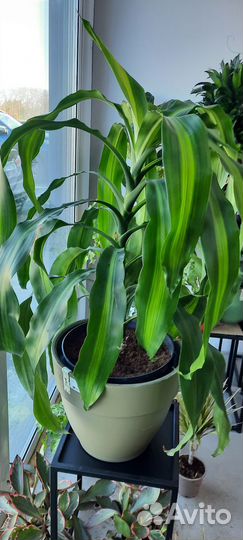 Драцена фрагранс