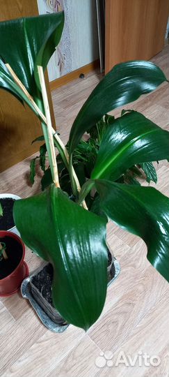 Эухарис или бразильская лилия