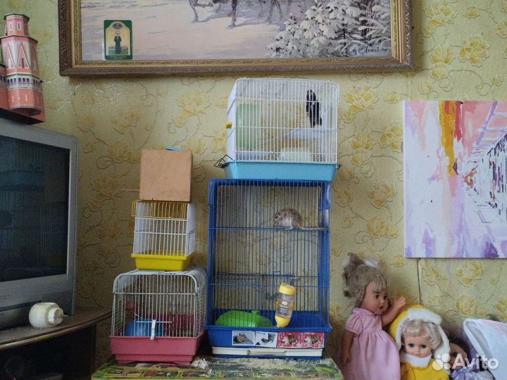 Продам мышат