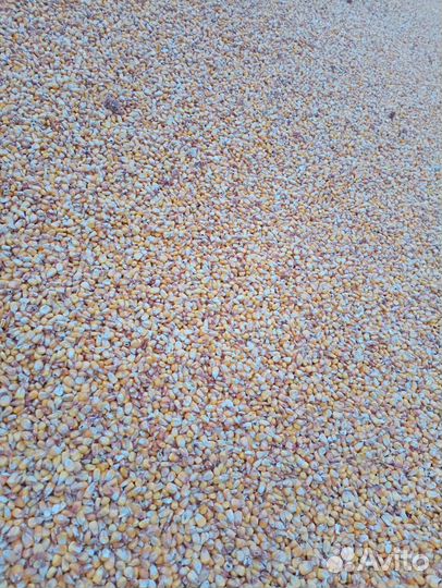 Кукуруза оптом