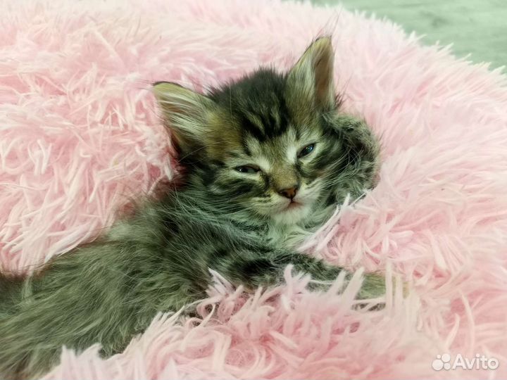 Отдам котят