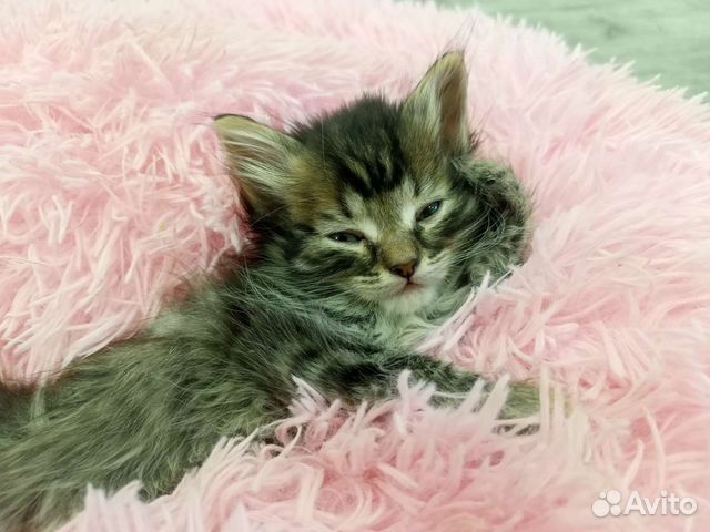 Отдам котят