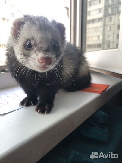 Вязка хорька