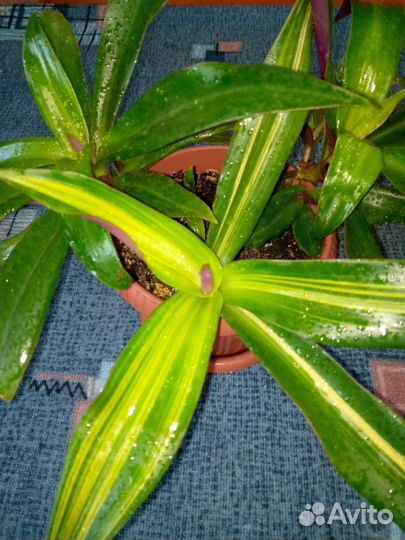 Цветы комнатные