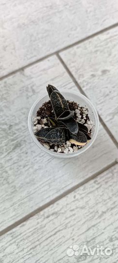 Церопегии, хавортии, рипсалисы и до