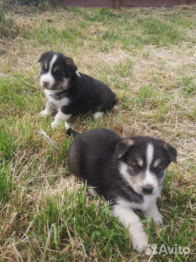 Щенки сибирской хаски
