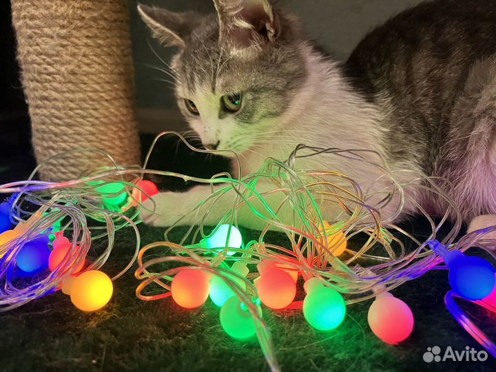Котенок ищет дом