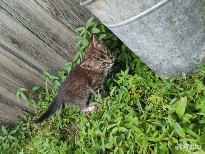 Отдам котёнка в хорошие руки)