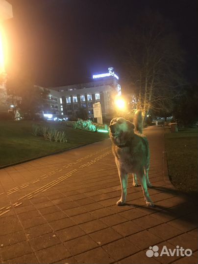 Кобель для вязки