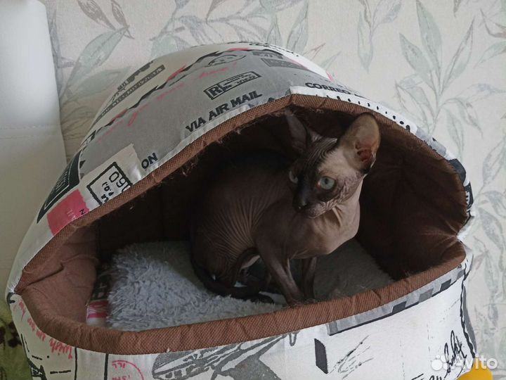 Котик сфинкс в подарок