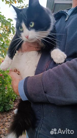 Отдам кота в добрые руки