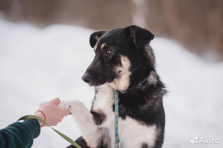 Собака Барри