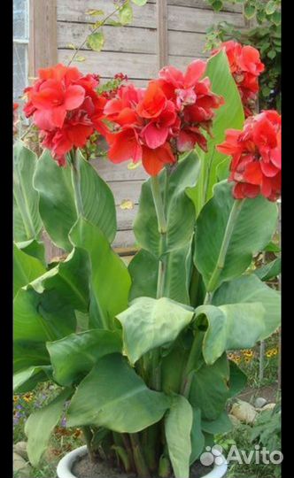 Цветы комнатные