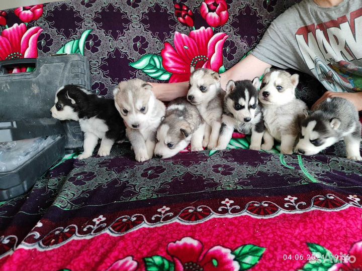 Щенки хаски