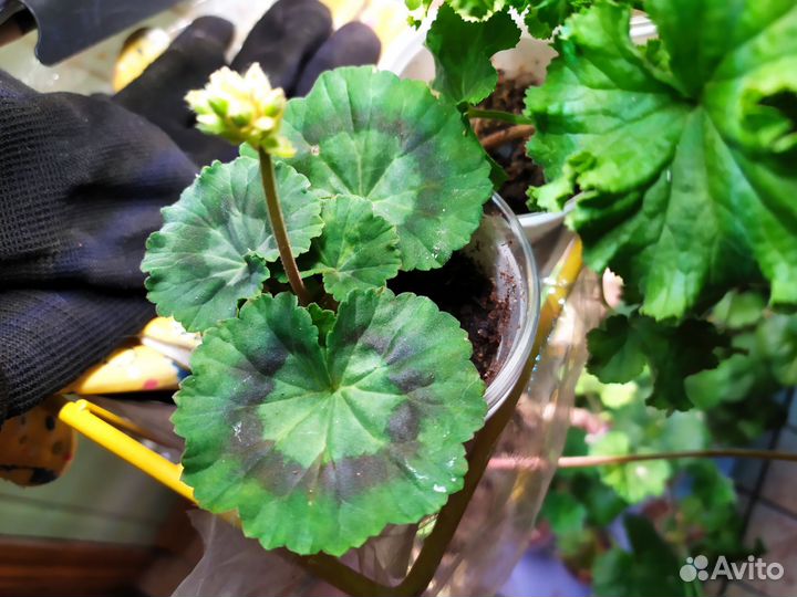 Пеларгония Mallorka