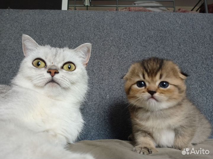 Шотландская вислоухая кошка